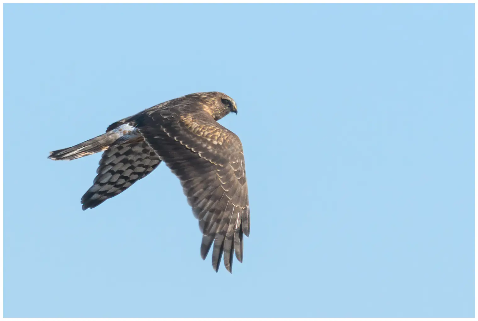 Hen Harrier