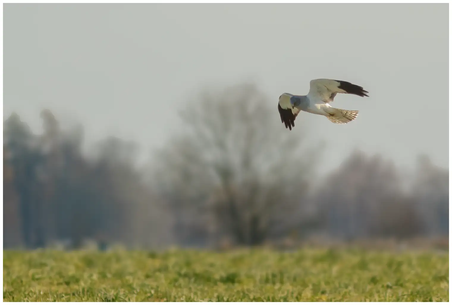 Hen Harrier