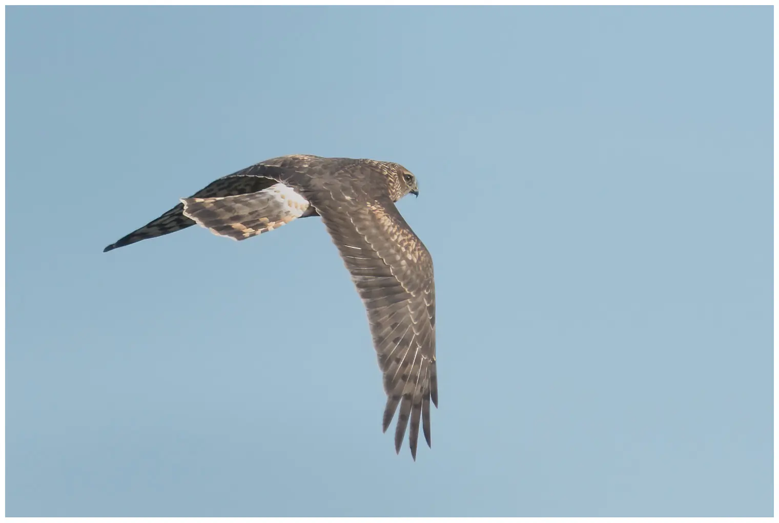 Hen Harrier