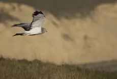 Hen Harrier