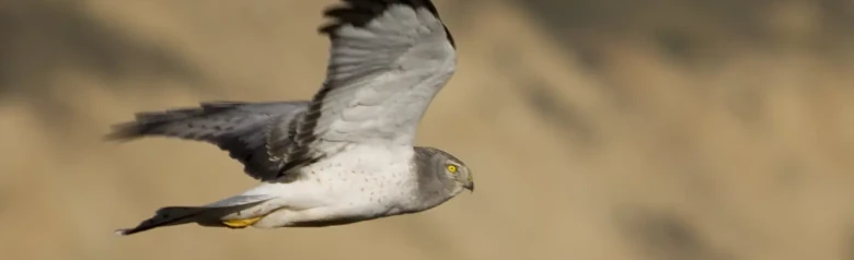 Hen Harrier. Seen here from the side as it hovers over a grassland, searching for small rodents or birds.