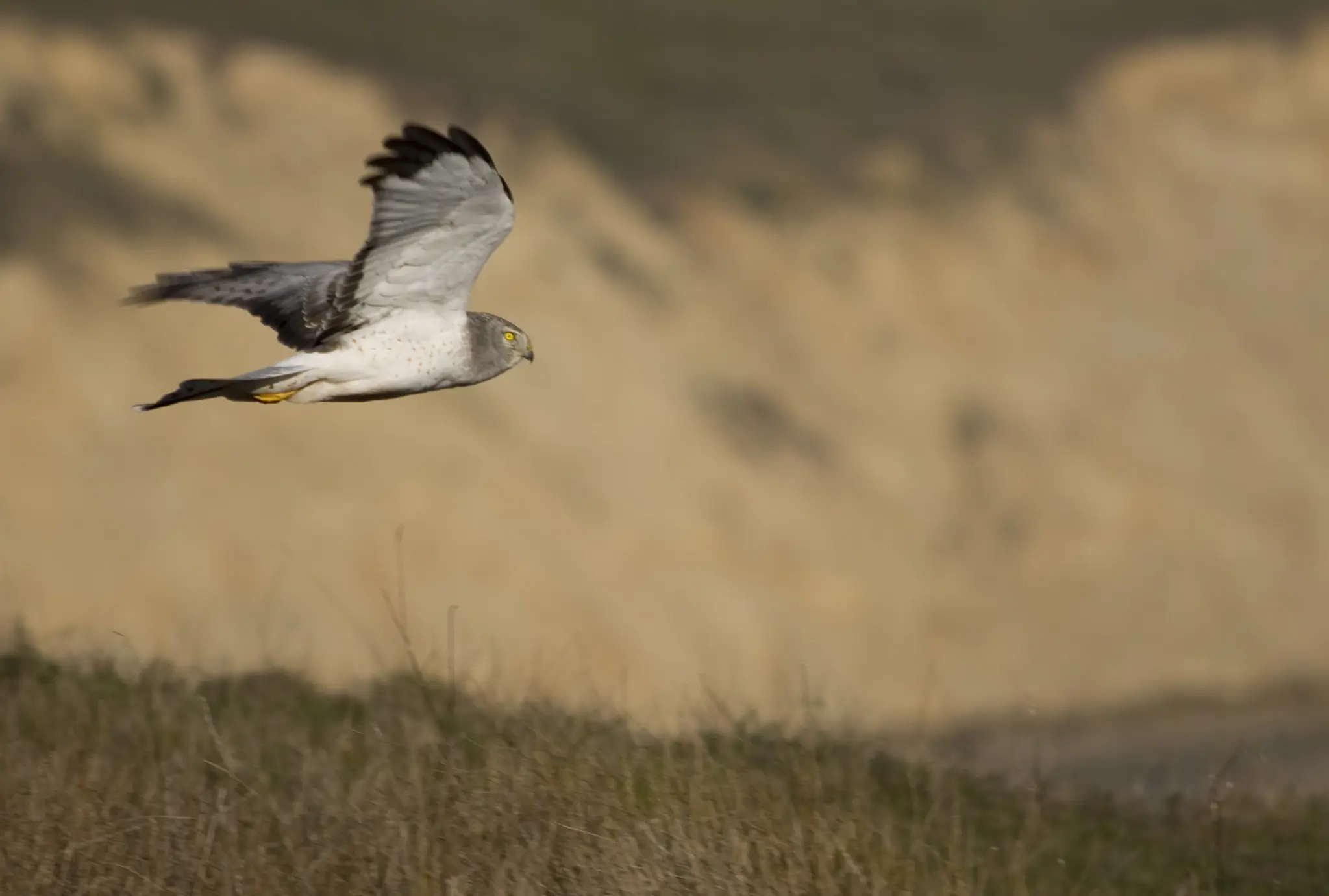 Hen Harrier. Seen here from the side as it hovers over a grassland, searching for small rodents or birds.
