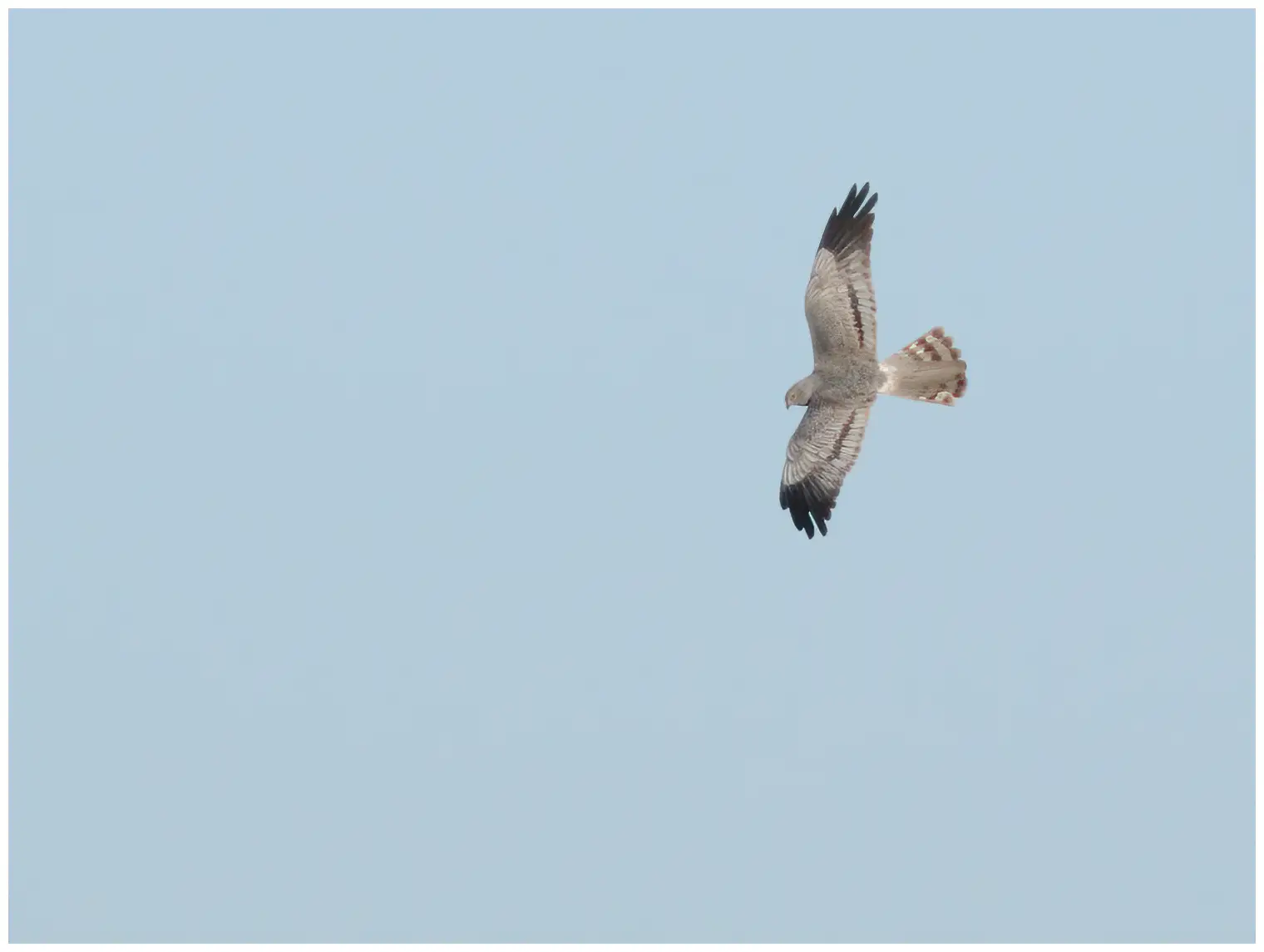 Montagu's Harrier