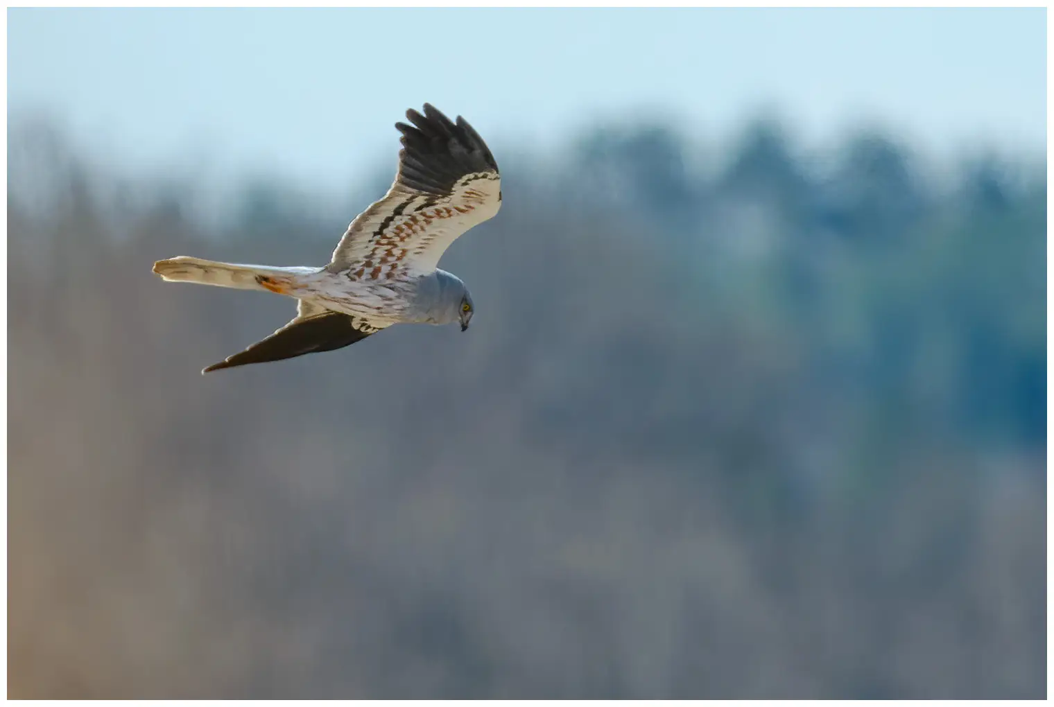 Montagu's Harrier