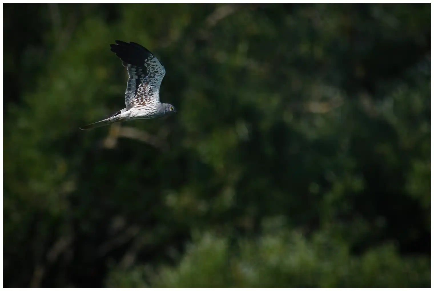 Montagu's Harrier
