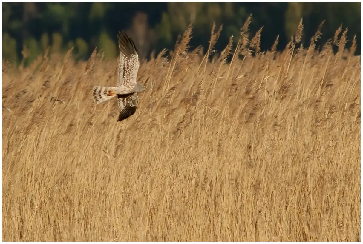 Montagu's Harrier