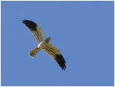 Montagu's Harrier