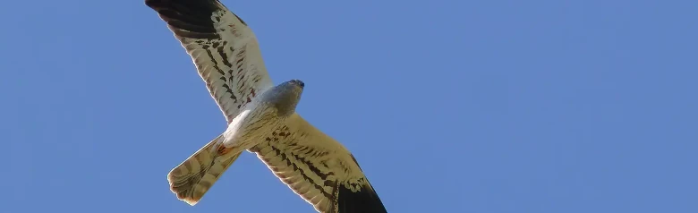 Montagu's Harrier. Seen here soaring against a blue sky. The male in the photo is a bright silver-gray with black wing tips.