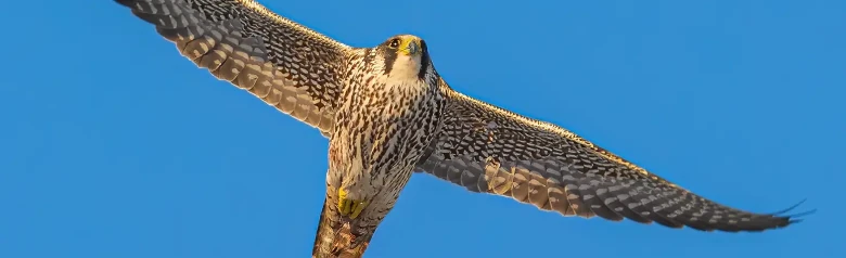 Peregrine Falcon. Seen here soaring against a blue sky. The underside of the bird is longitudinally striped, indicating that it is a juvenile.