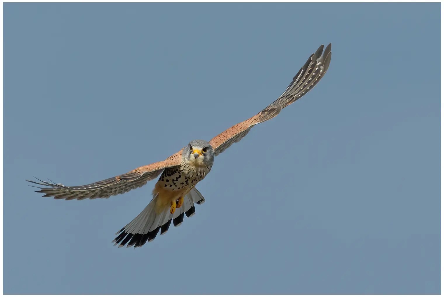 Kestrel
