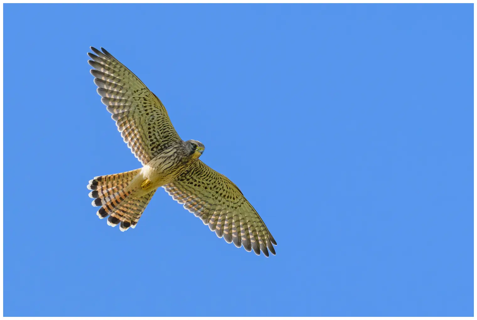 Kestrel