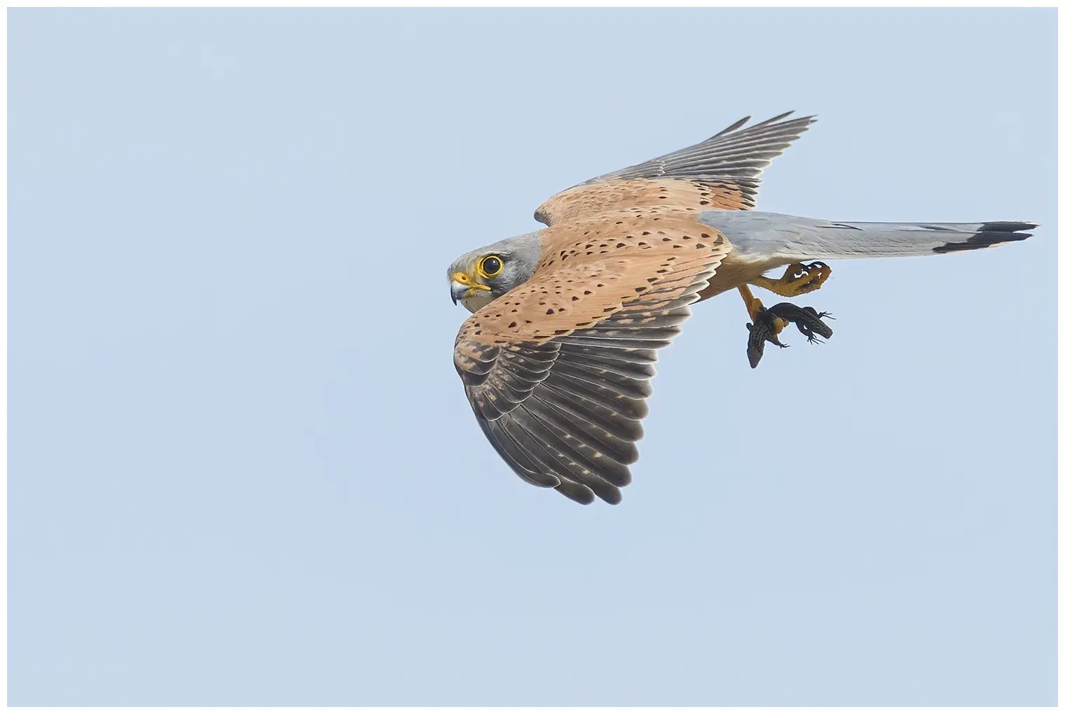 Kestrel