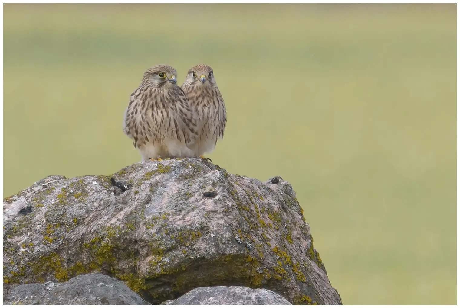 Kestrel