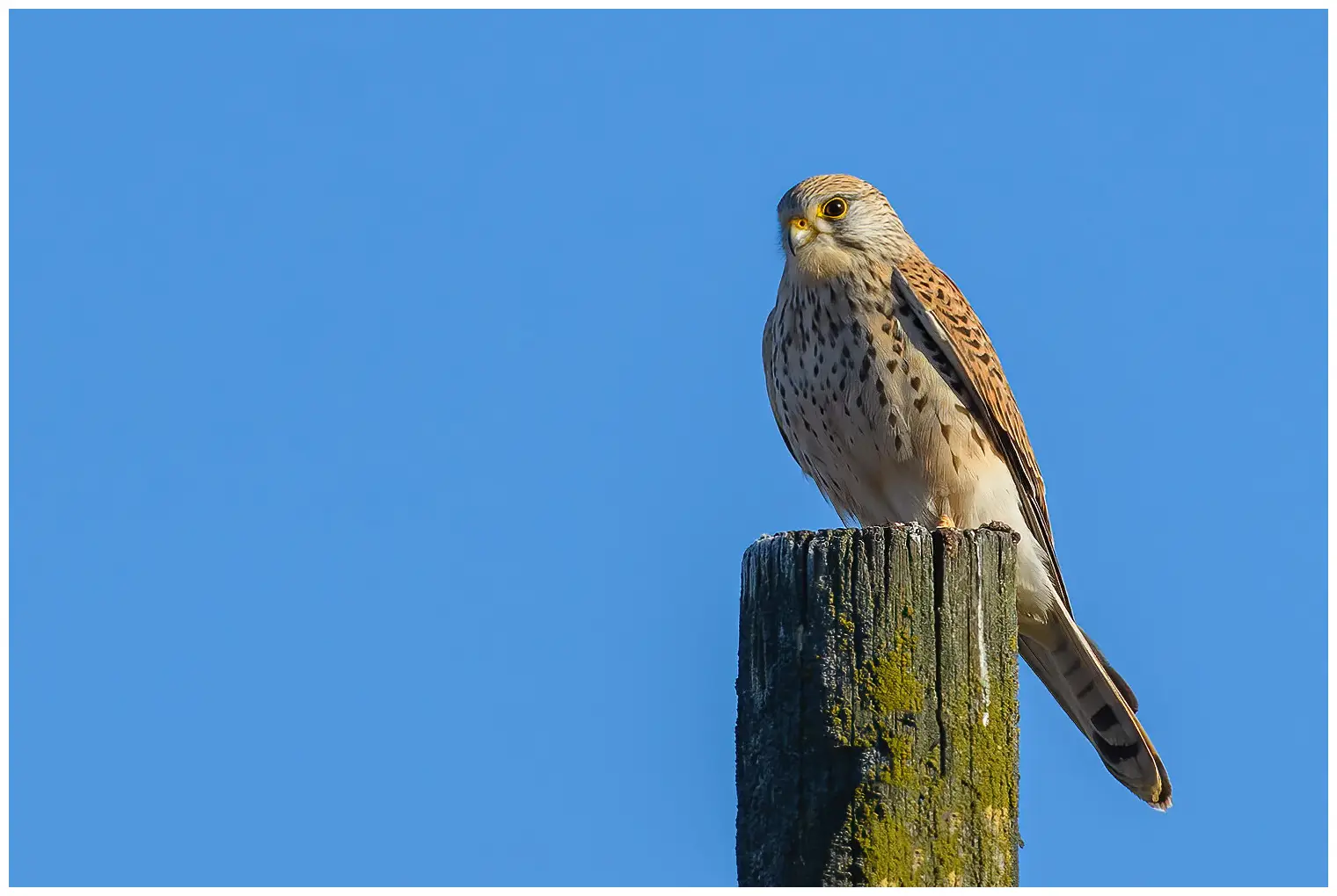 Kestrel