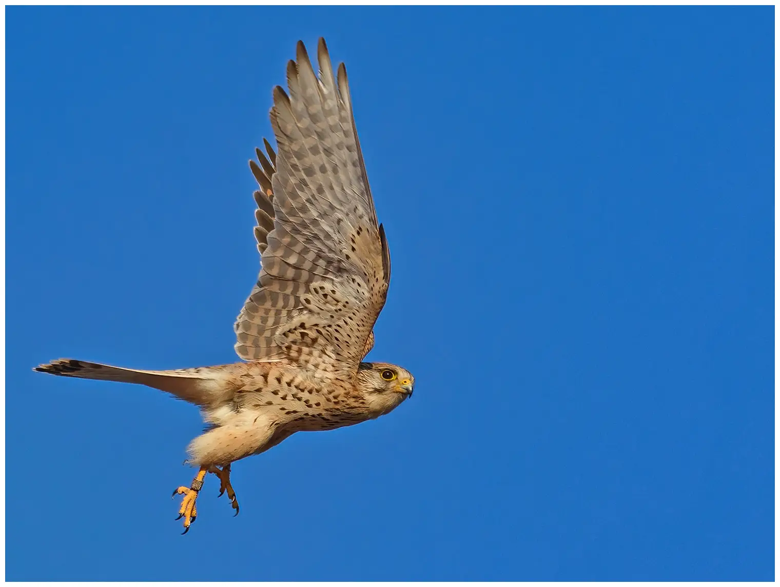 Kestrel
