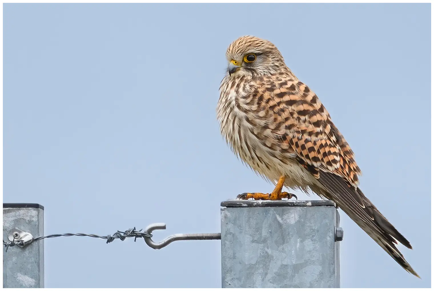 Kestrel