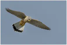 Kestrel