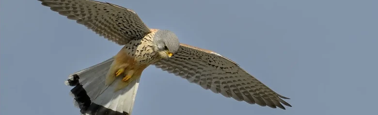 Kestrel. Is near an open area, where it stands still in the air with fluttering wings and spread tail while it scouts for prey on the ground.
