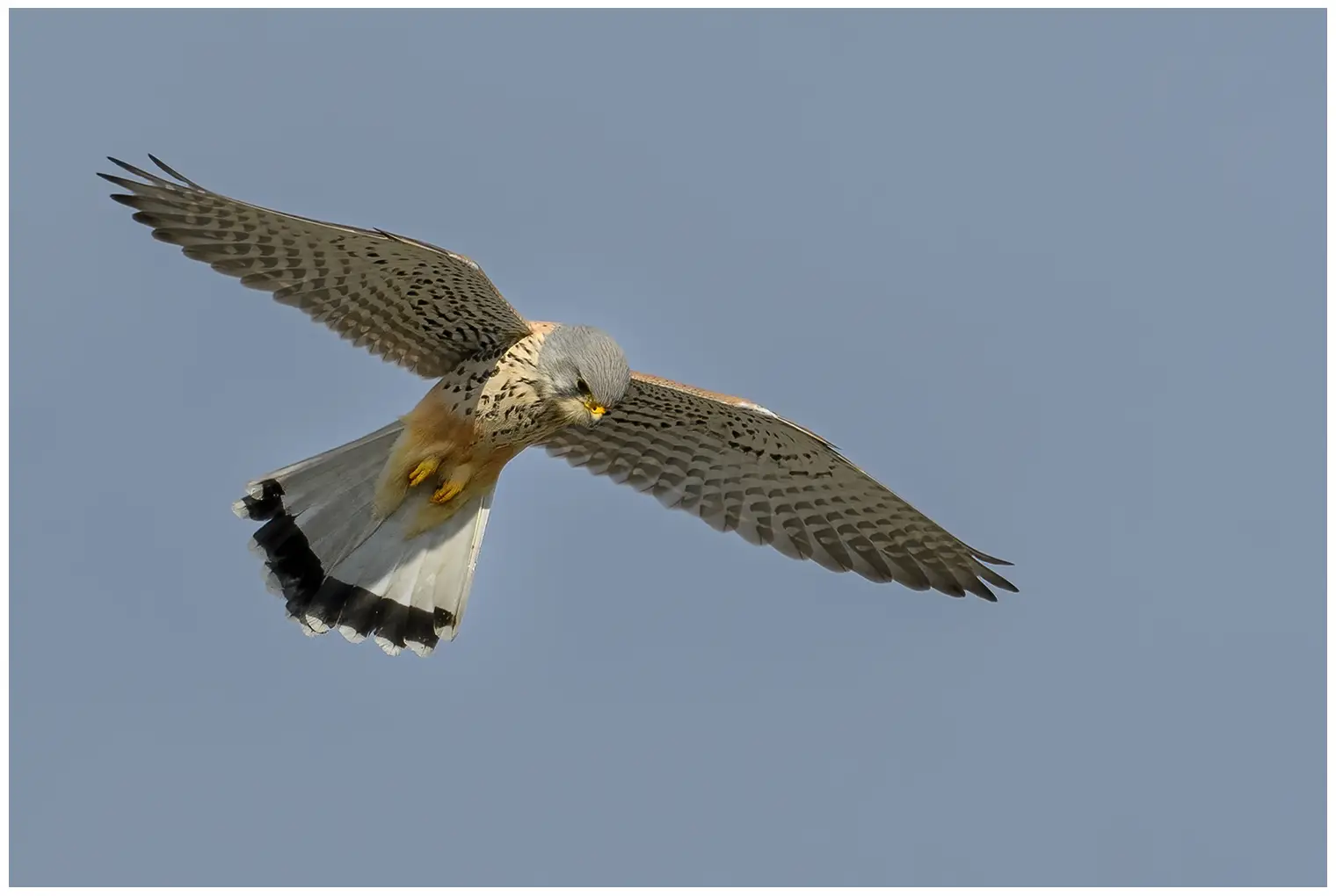Kestrel. Is near an open area, where it stands still in the air with fluttering wings and spread tail while it scouts for prey on the ground.