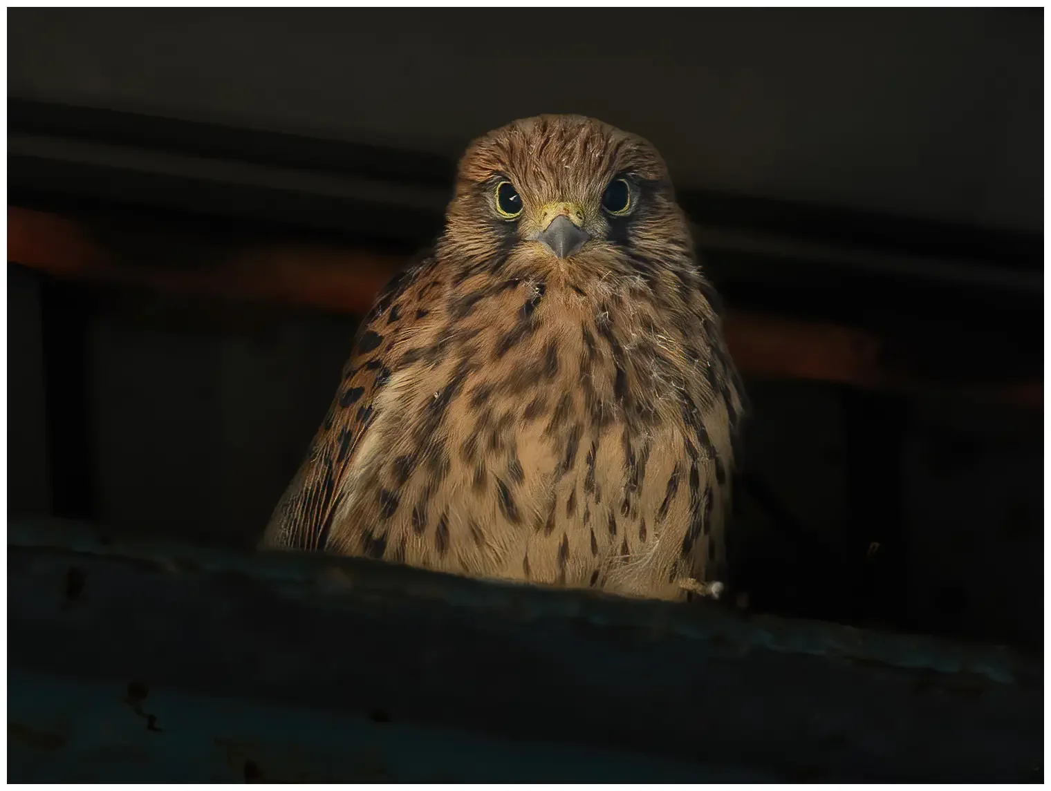 Kestrel