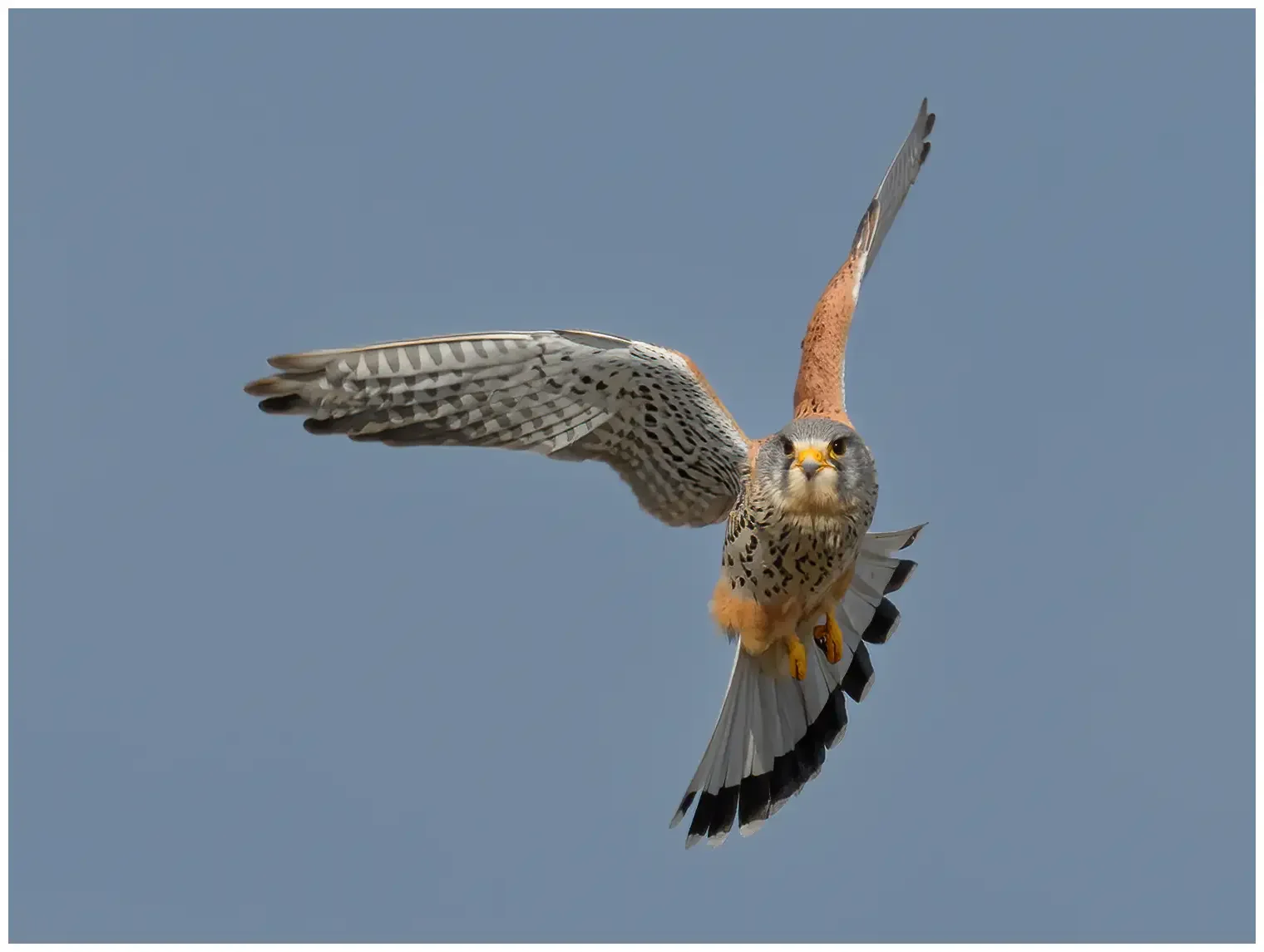 Kestrel