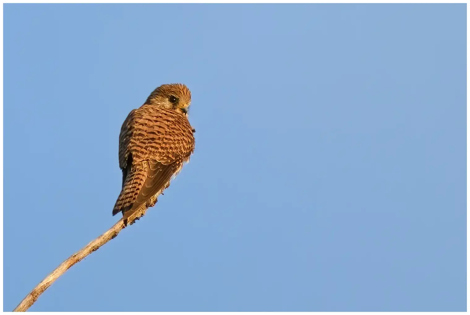 Kestrel