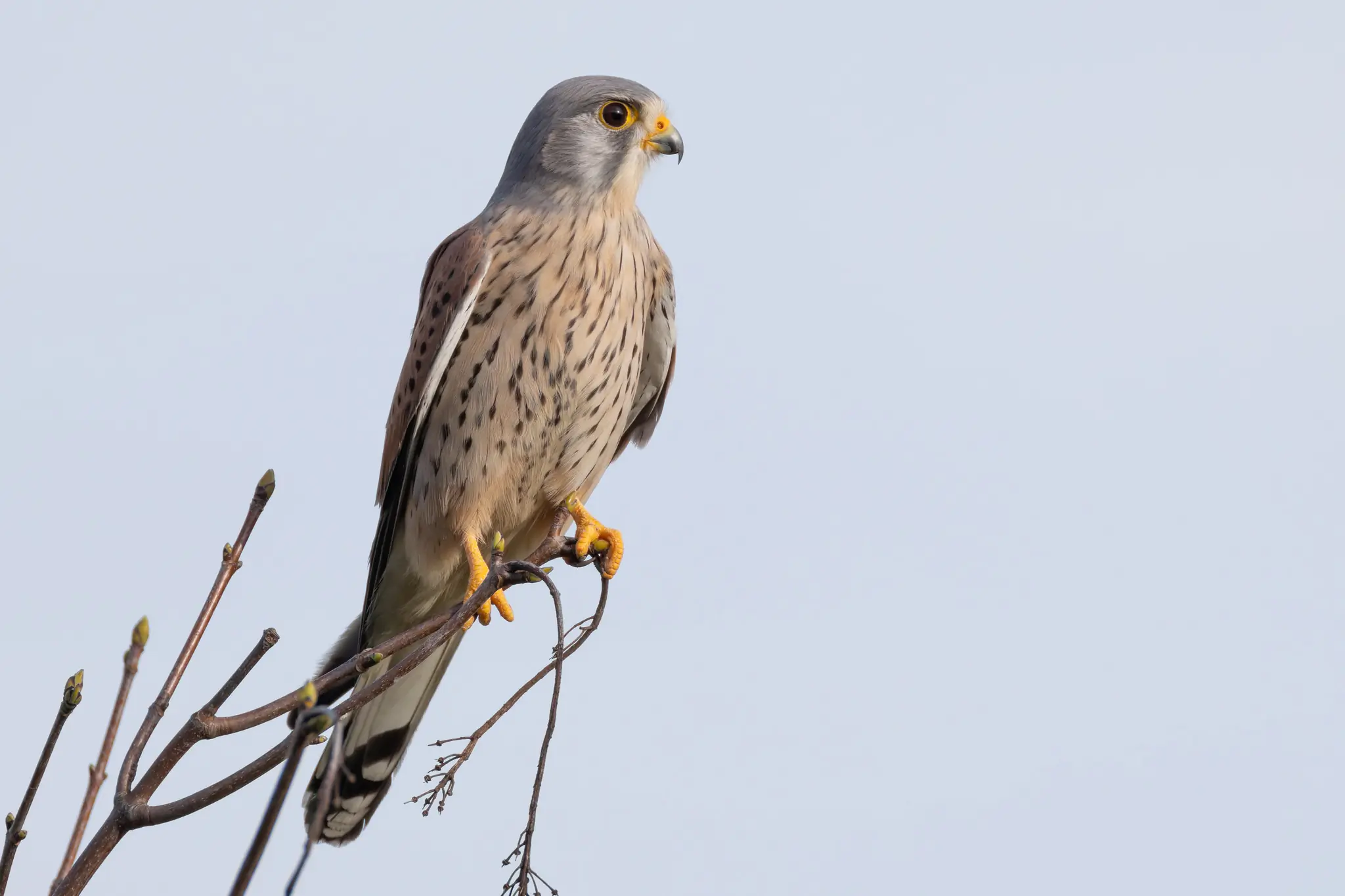 Kestrel