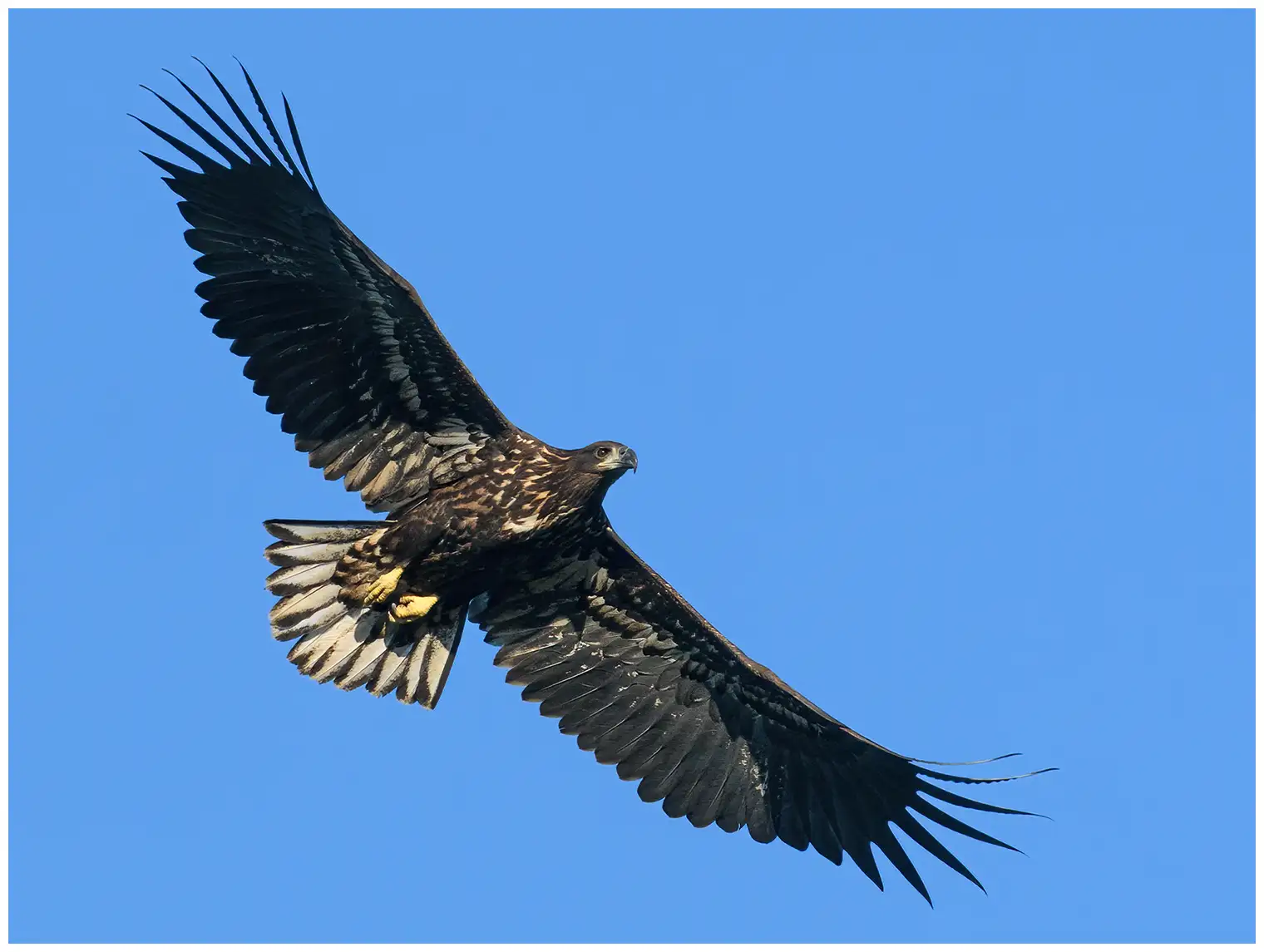 White-tailed Eagle