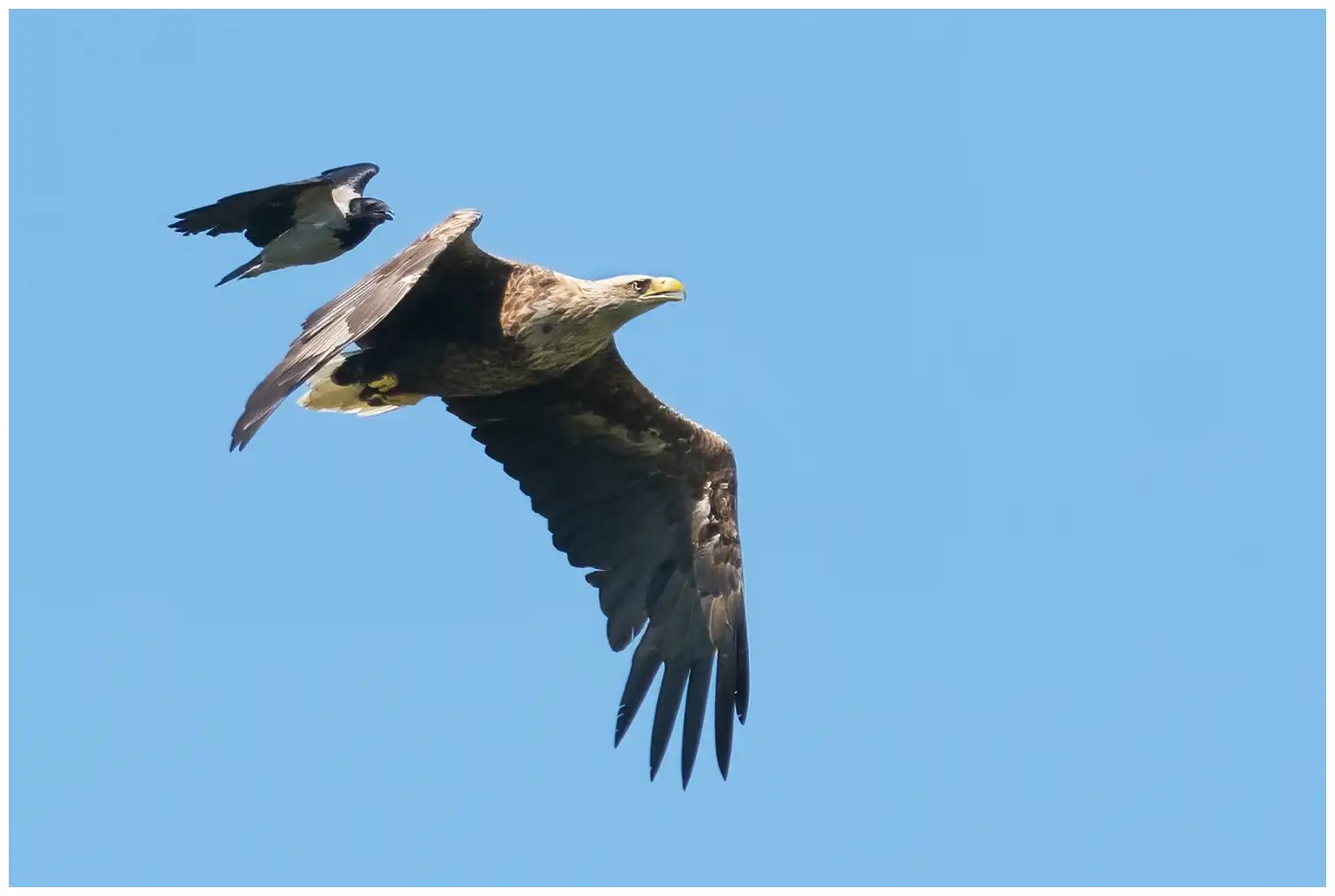 White-tailed Eagle