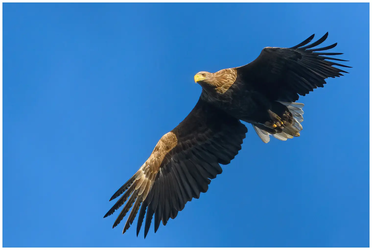 White-tailed Eagle