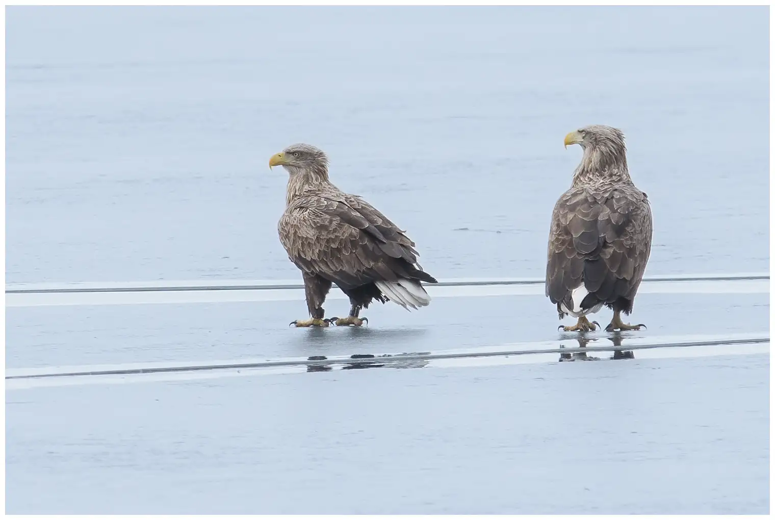 White-tailed Eagle