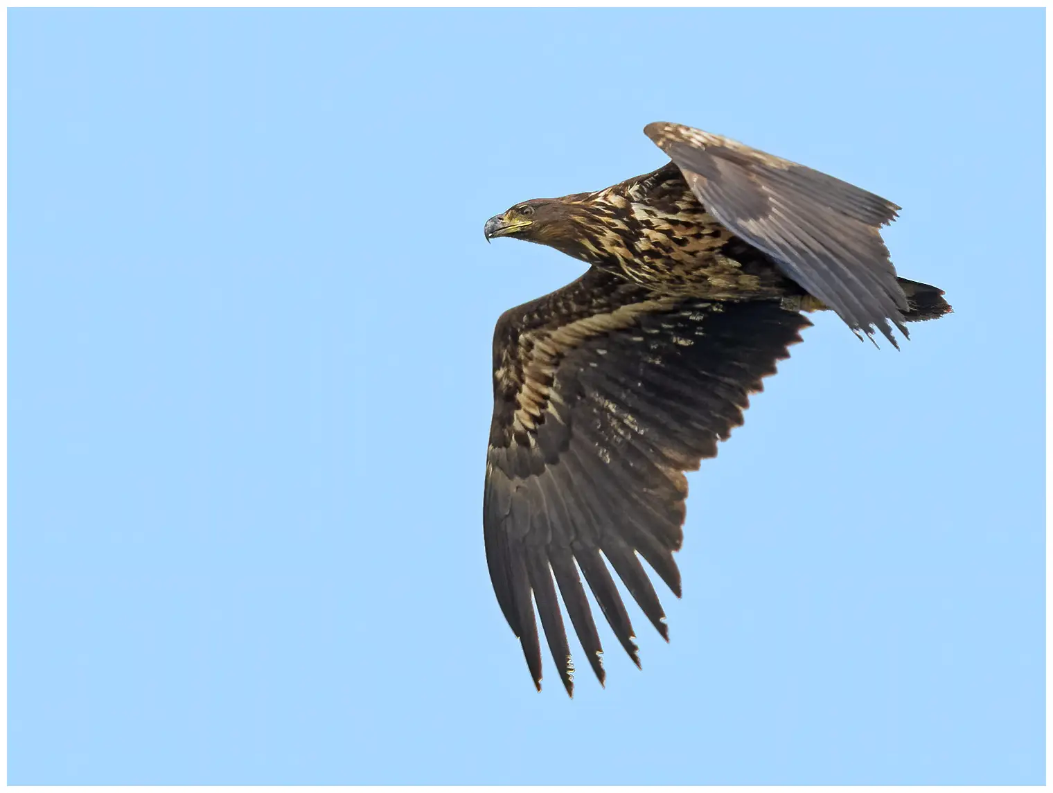 White-tailed Eagle
