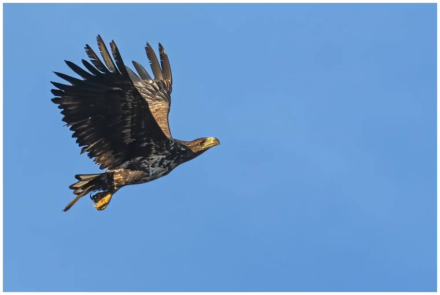 White-tailed Eagle