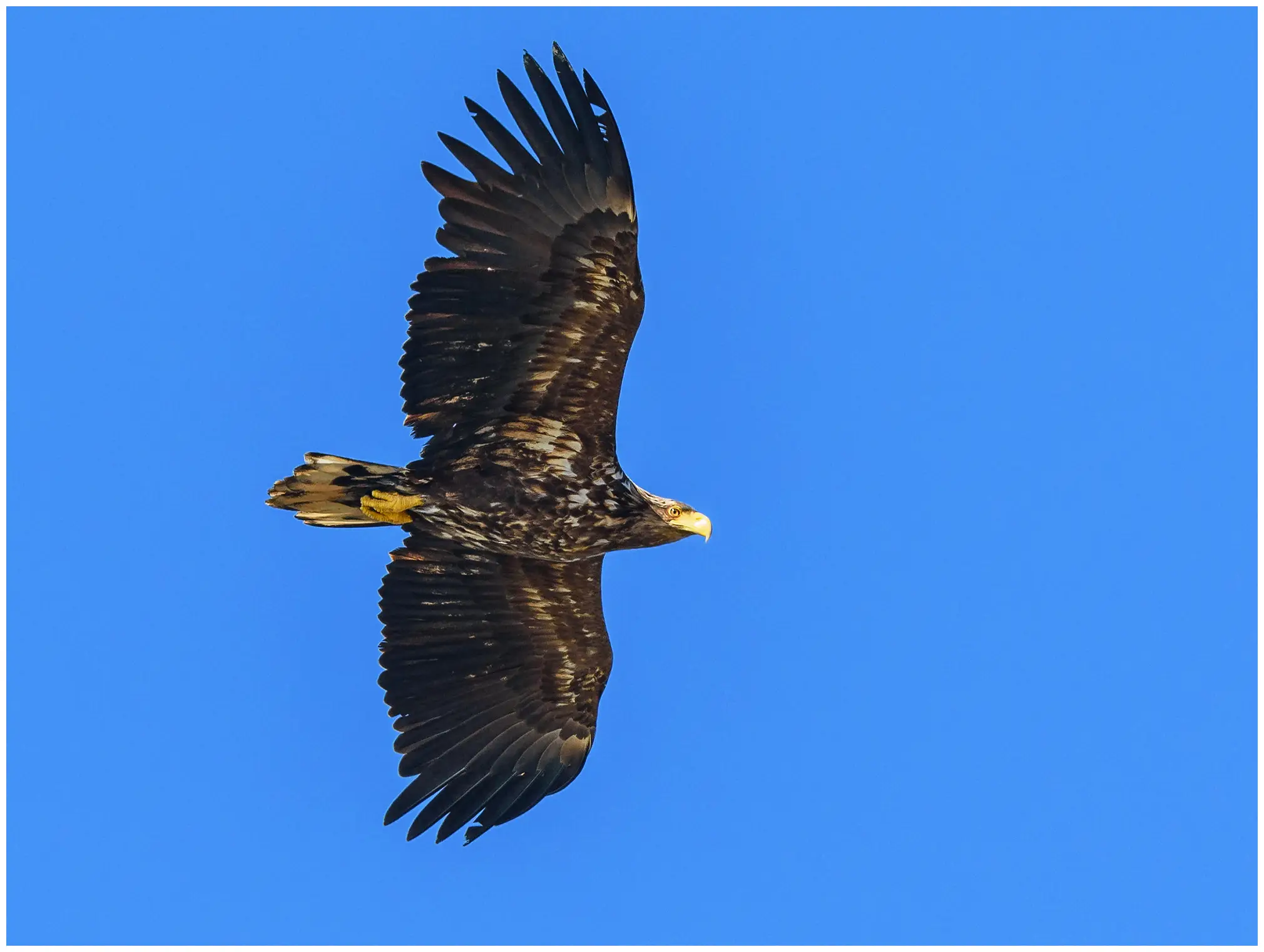 White-tailed Eagle