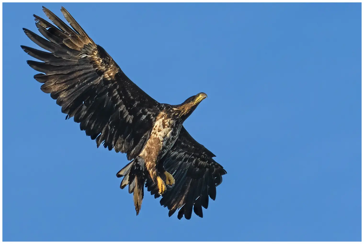 White-tailed Eagle