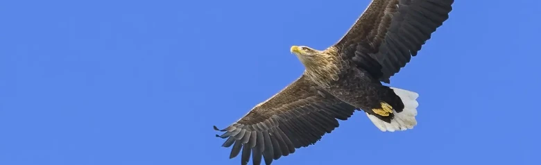 White-tailed Eagle. Soaring against a blue sky. It has a large, strong beak that turns from brown to a bright yellow with age.