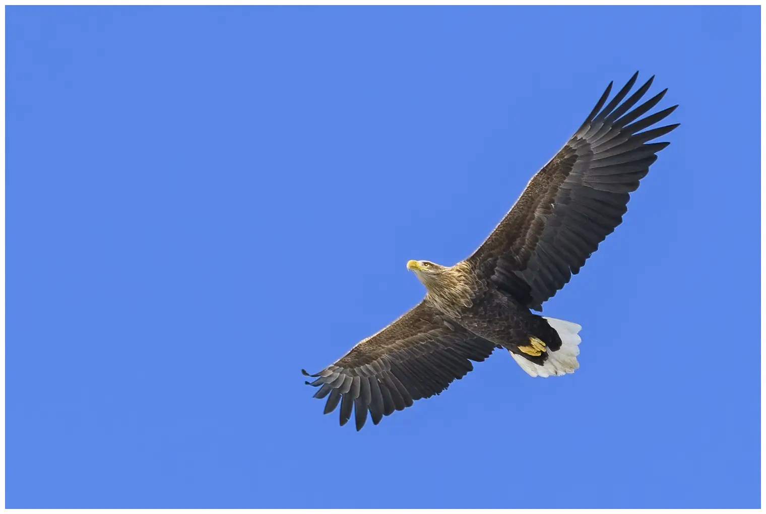 White-tailed Eagle. Soaring against a blue sky. It has a large, strong beak that turns from brown to a bright yellow with age.