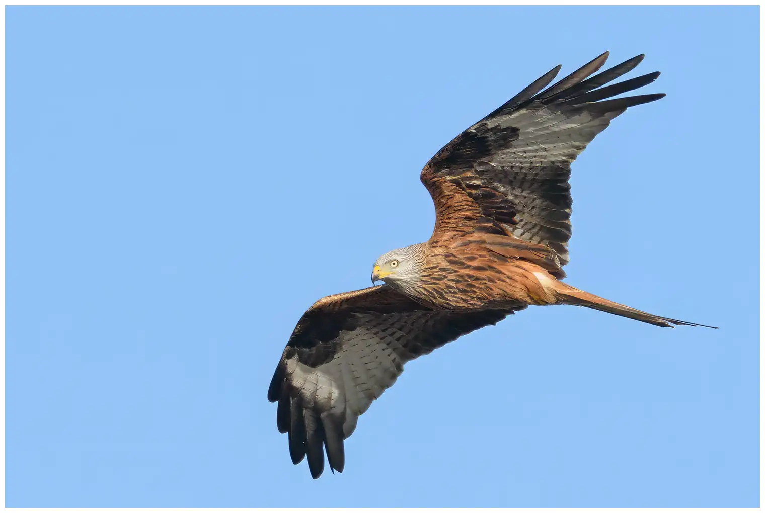 Red Kite