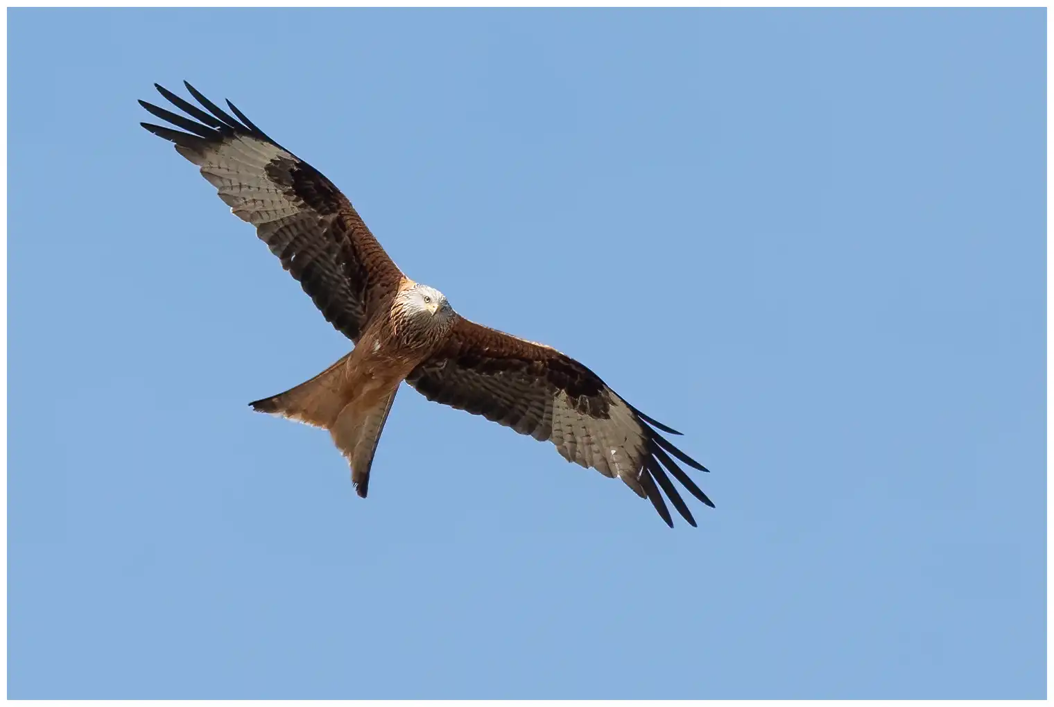 Red Kite