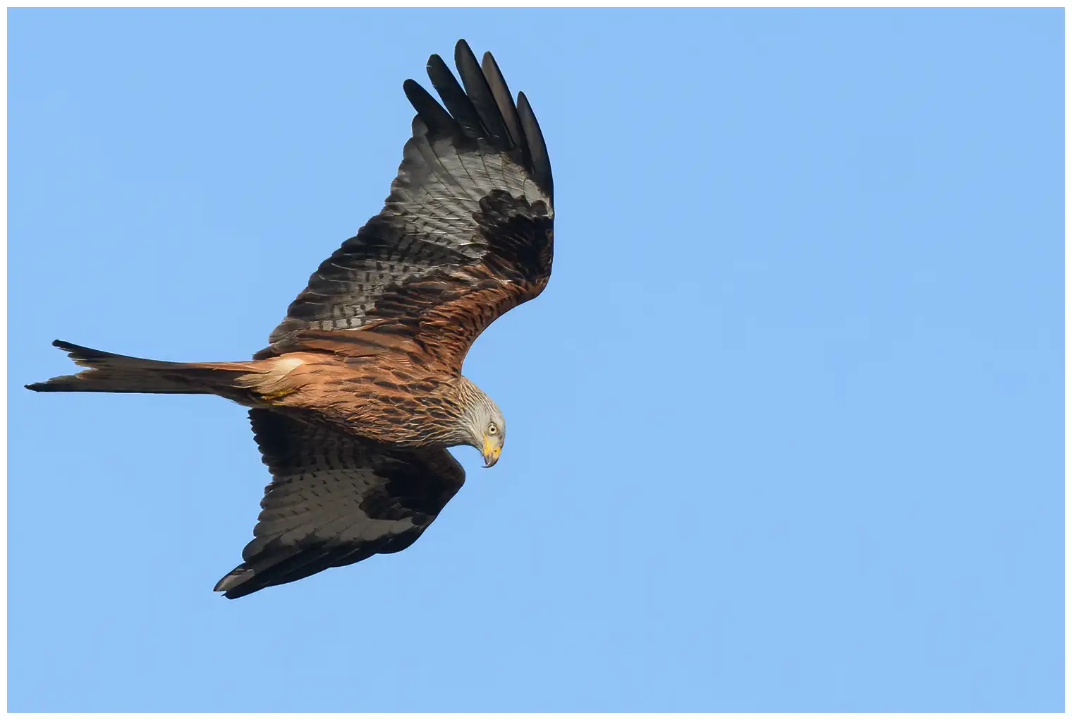 Red Kite