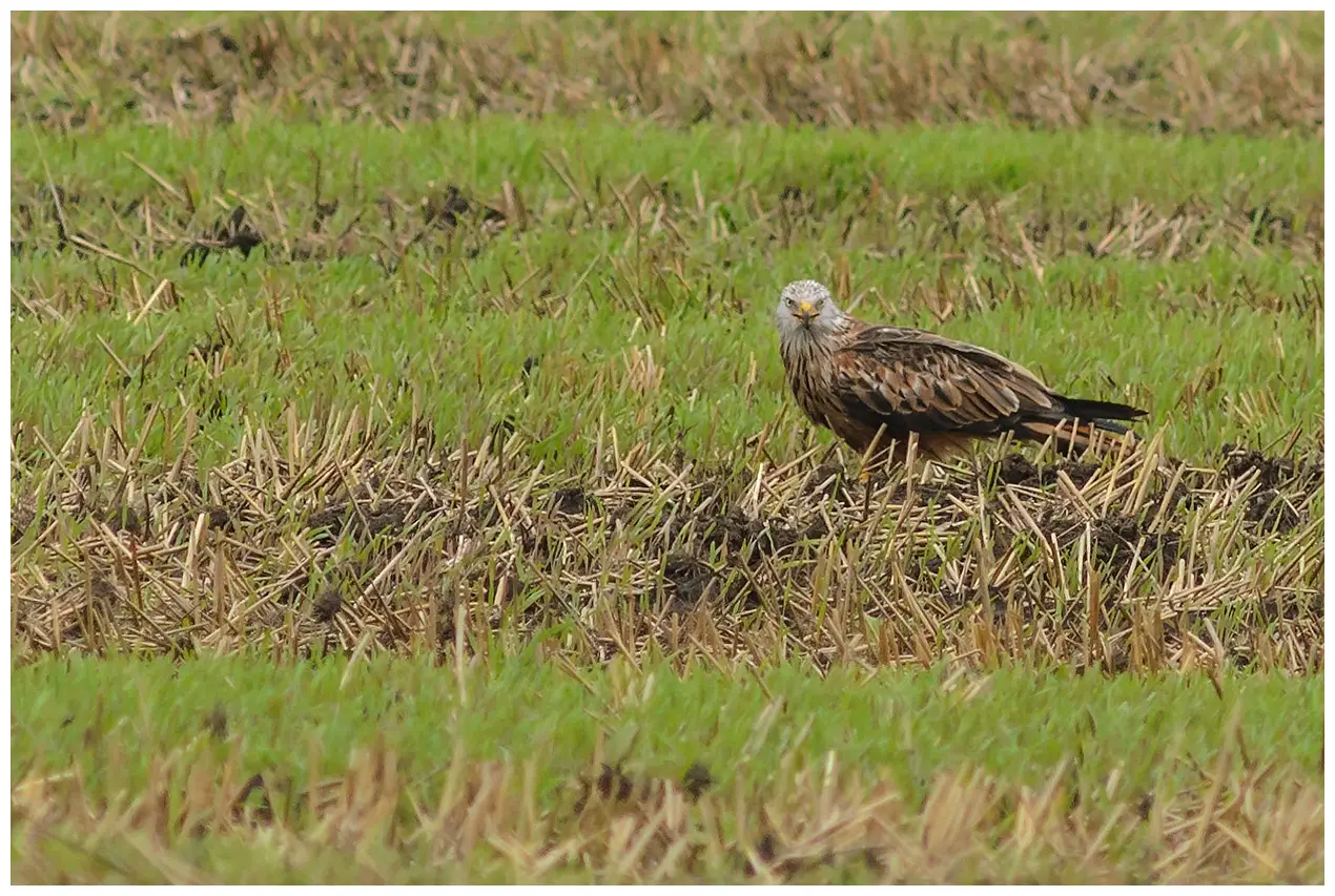 Red Kite