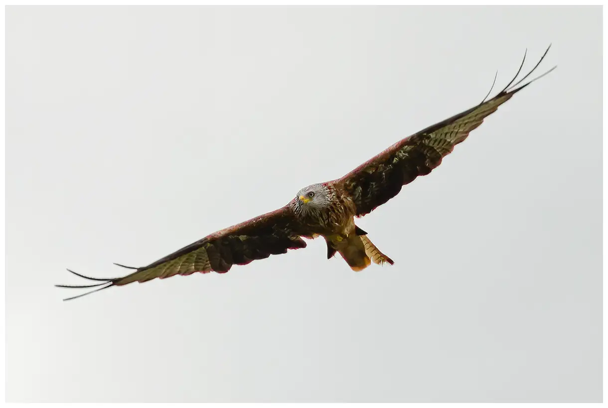 Red Kite