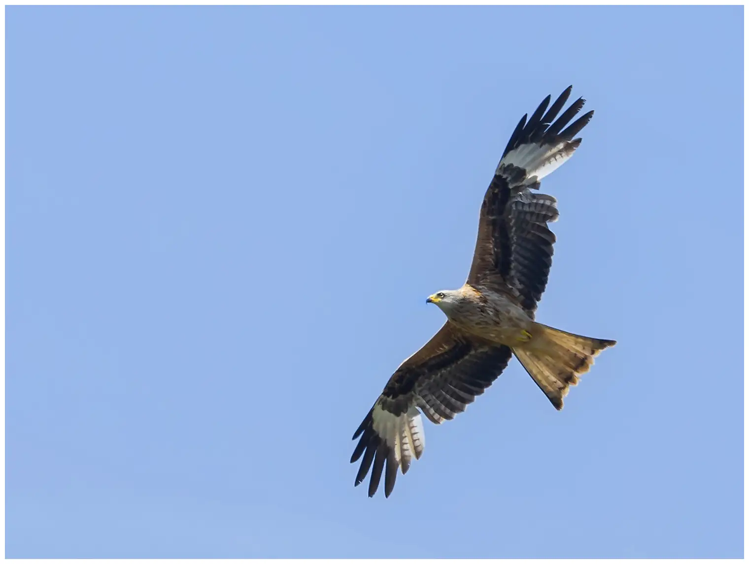 Red Kite
