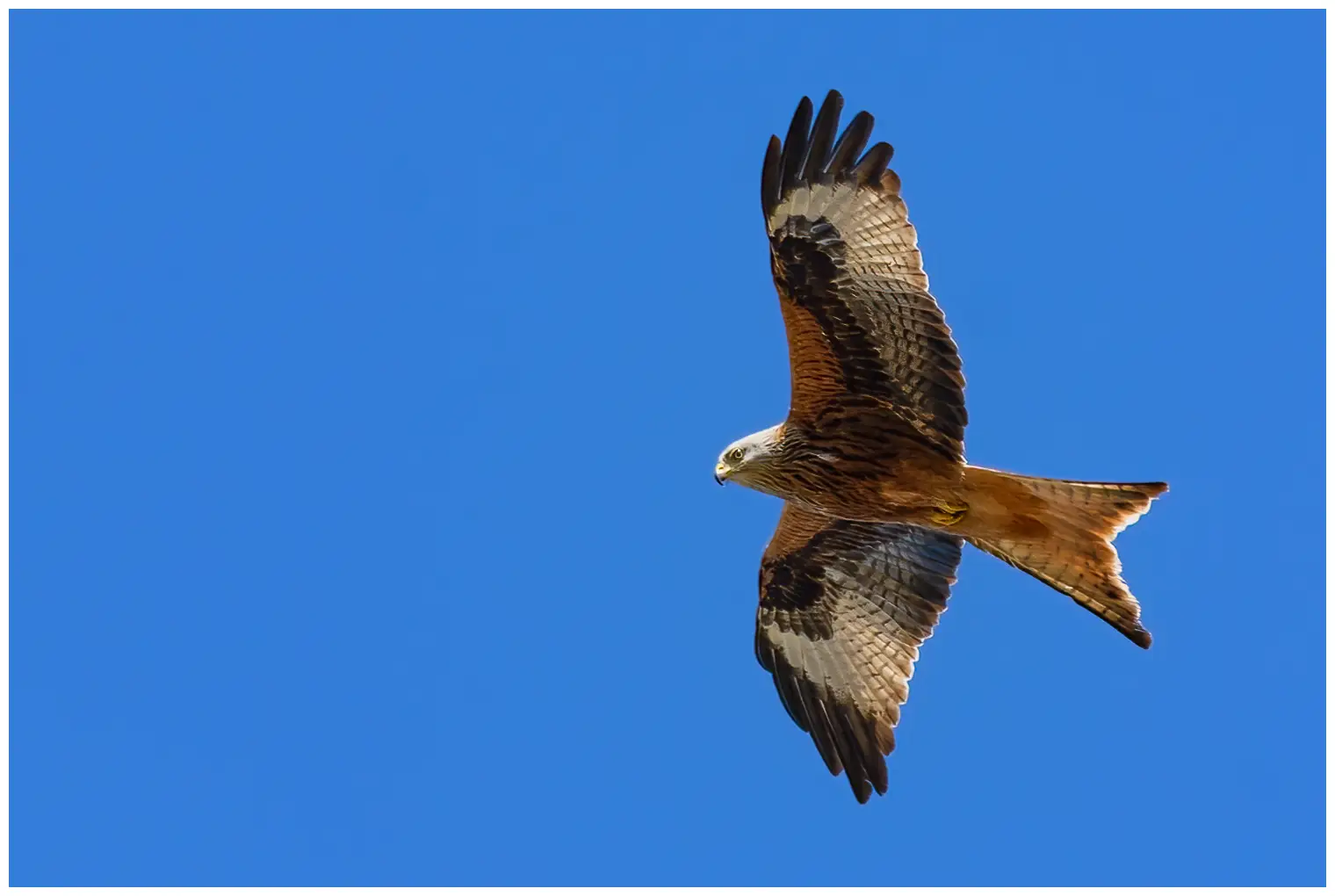 Red Kite