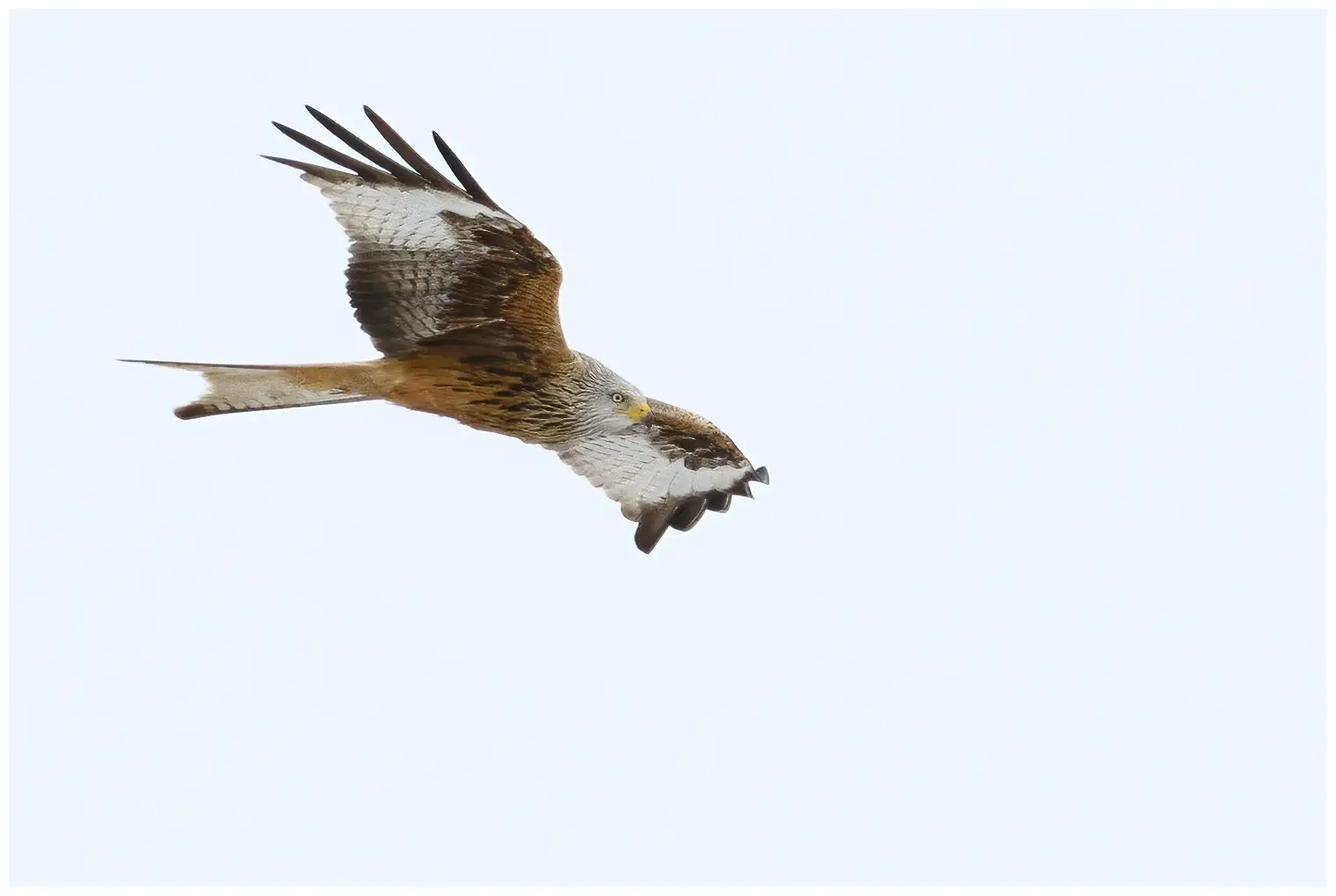 Red Kite