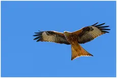 Red Kite