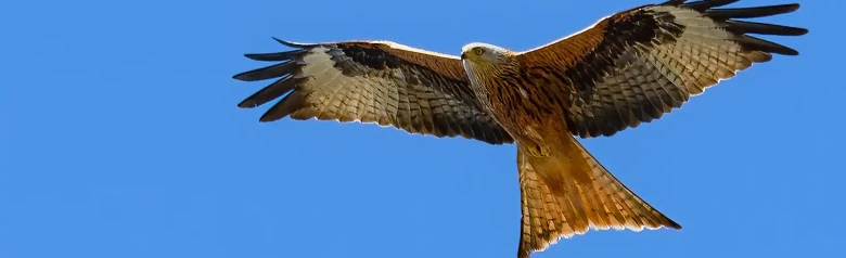Red Kite. With its long, forked tail, long, contrasting wings and rusty red color, the red kite is a beautiful bird of prey.