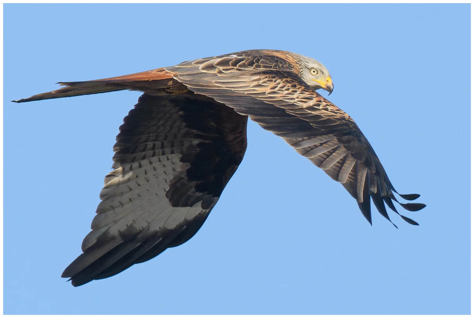 Red Kite