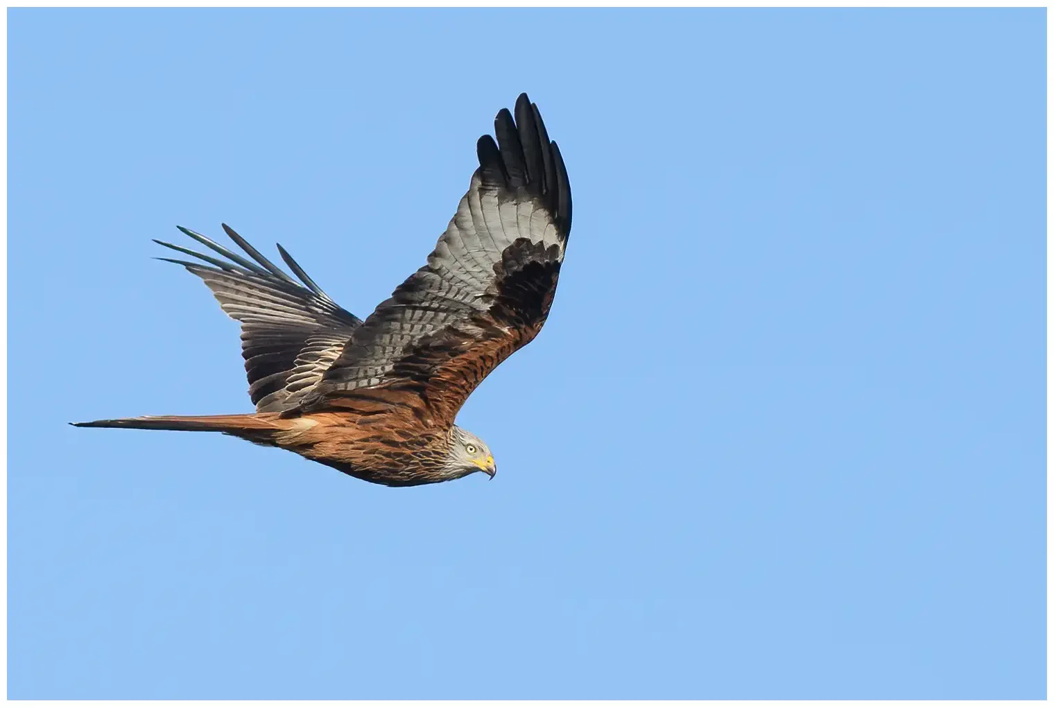 Red Kite