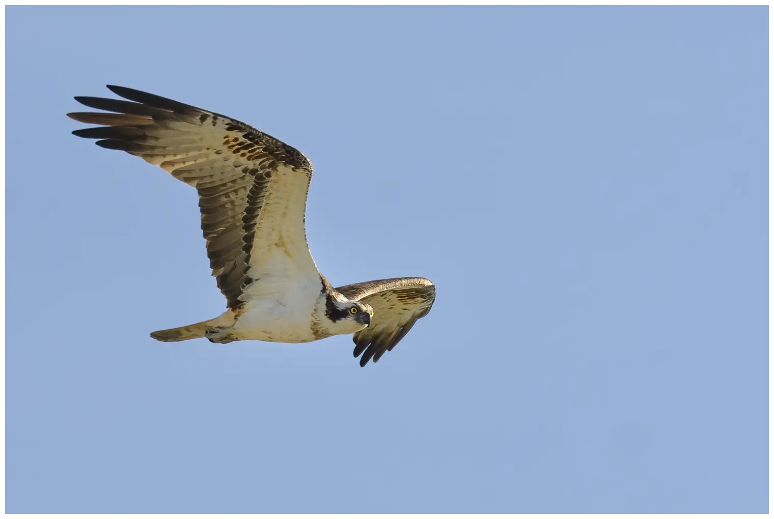 Osprey